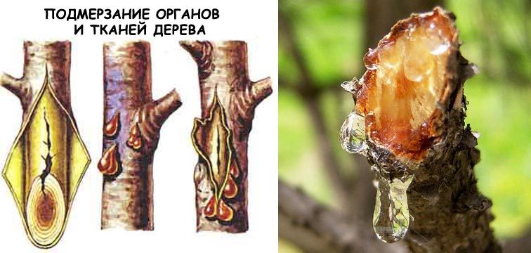 Болезнь на дереве