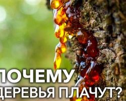 Что такое камедетечение у сливы, вишни, абрикоса, черешни, персика, и как его лечить? Профилактика гоммоза деревьев