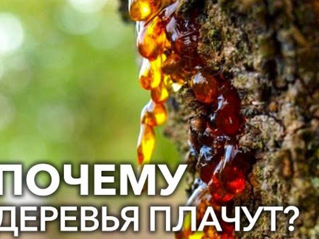 Что такое камедетечение у сливы, вишни, абрикоса, черешни, персика, и как его лечить? Профилактика гоммоза деревьев
