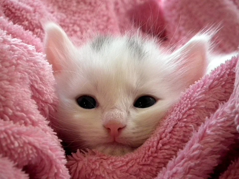 Коты всегда "намывают" гостей