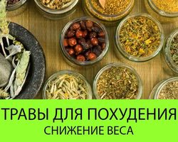 Боретесь с лишними килограммами — природа поможет травами для похудения: как пить, рецепты, отзывы