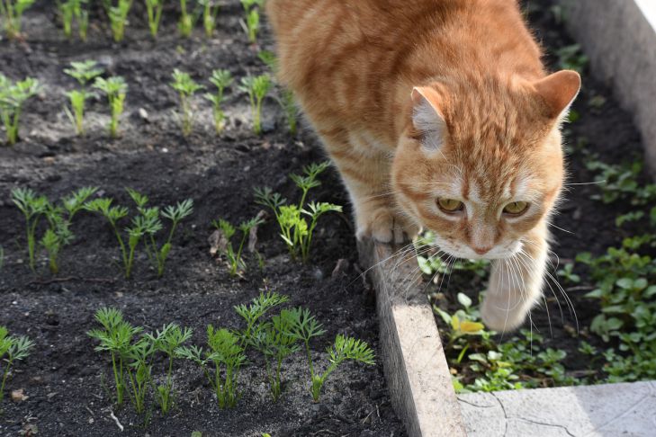 Коты своей активностью могут вытоптать участок с насаждениями