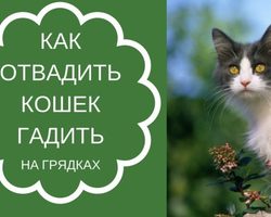 Как отучить кошку гадить в огороде, вредить в саду?