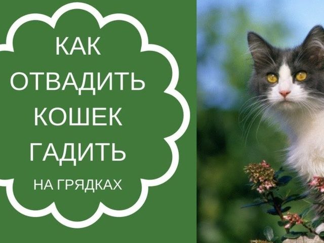 Как отучить кошку гадить в огороде, вредить в саду?