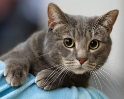 Поведение домашних кошек: как понять, что хочет вам сказать кот?