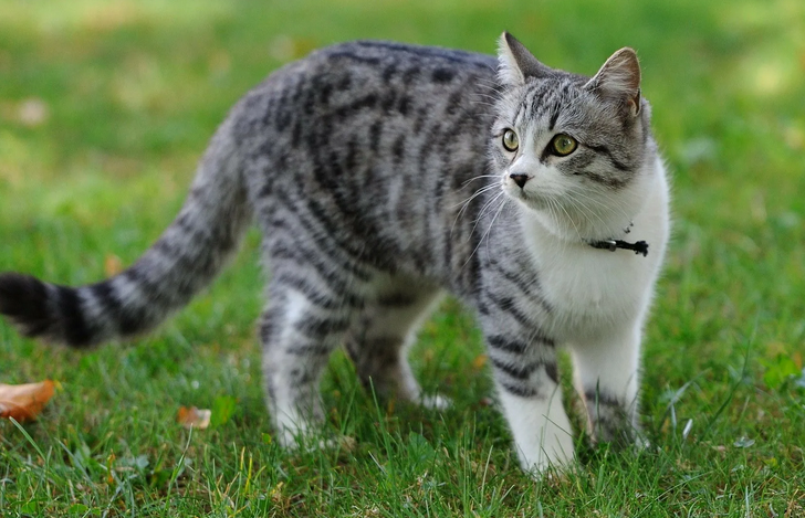 Кошке скучно