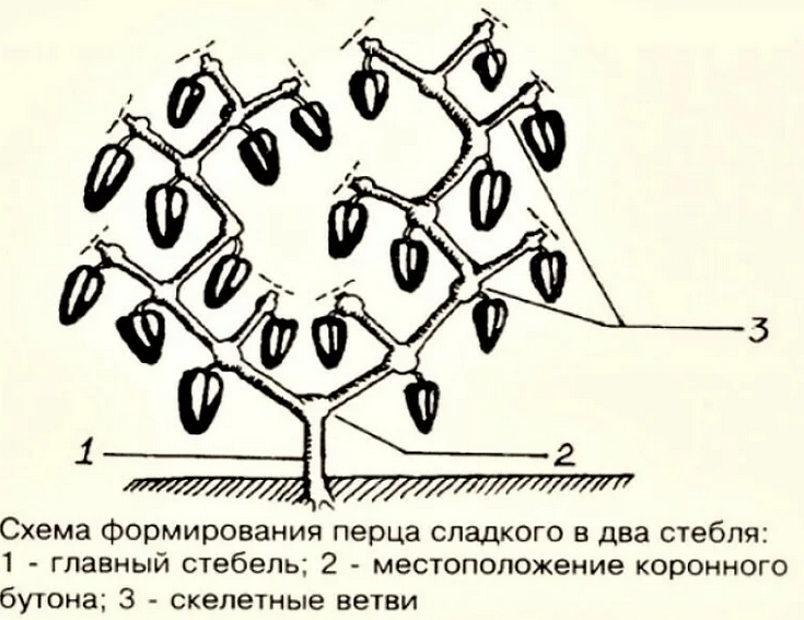 Способ формирования болгарского перца