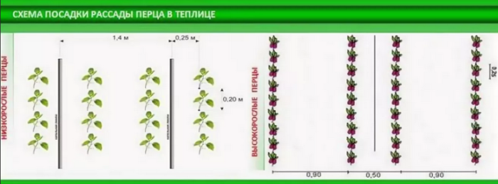 Тепличное пасынкование болгарского перца