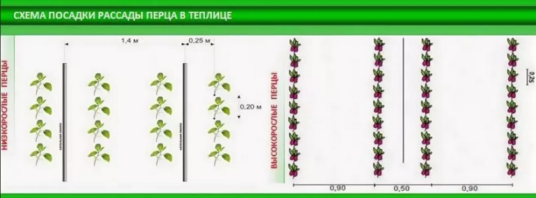 Тепличное пасынкование болгарского перца