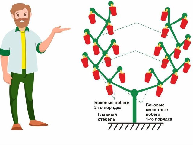 Как правильно формировать куст болгарского перца: правила, схема. Нужно ли обрезать перец?