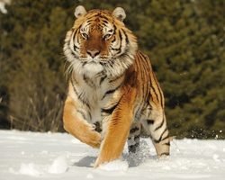 Амурский тигр — краткое описание для школьников с фотографиями