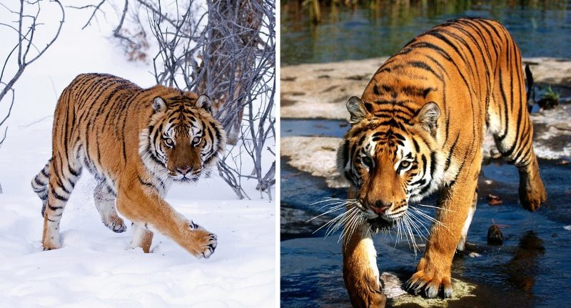 Амурские и бенгальские тигры похожи