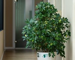 Комнатный цветок шеффлера: приметы для дома, для офиса