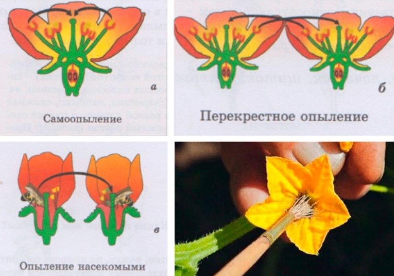 Опыление кисточкой