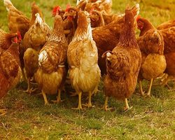 Приметы в домашнем хозяйстве, связанные с домашними и дикими птицами, хозяйственными постройками