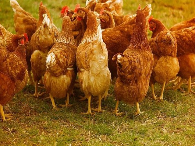 Приметы в домашнем хозяйстве, связанные с домашними и дикими птицами, хозяйственными постройками