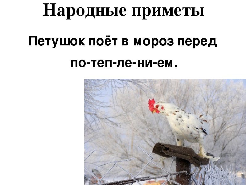 Приметы про петуха