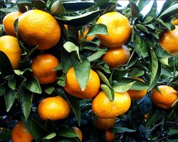 Что делать с кислыми мандаринами? Как превратить их в сладкие?
