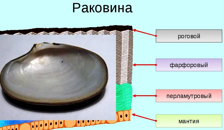 Внешнее строение раковин пресноводных и морских моллюсков