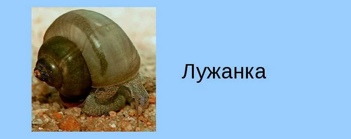 Лужанка — пресноводный моллюск