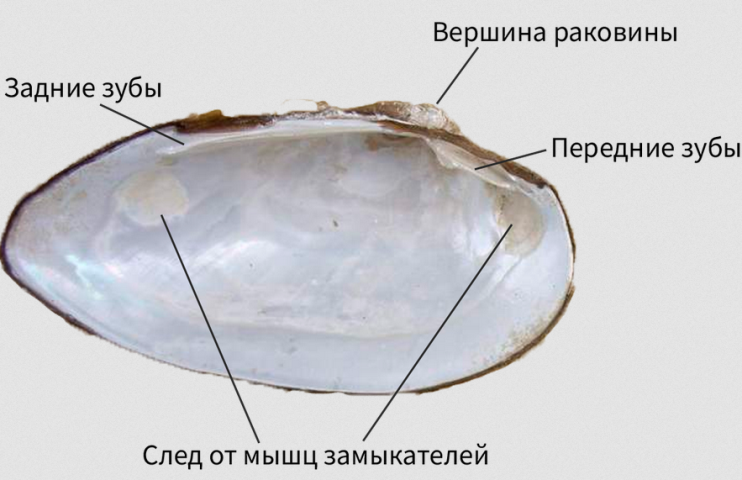 Внутреннее строение раковины пресноводных и морских моллюсков