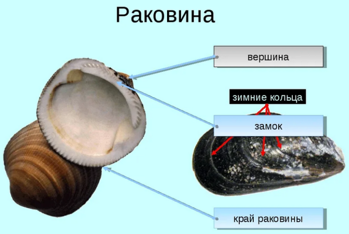 Раковина моллюска