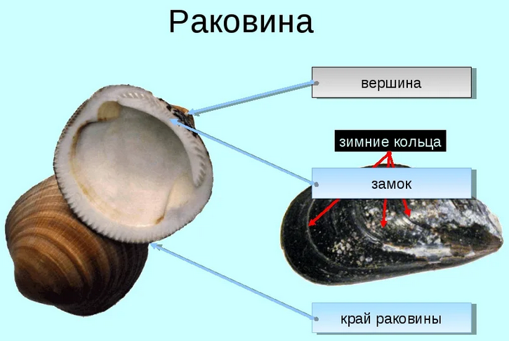 Раковина моллюска