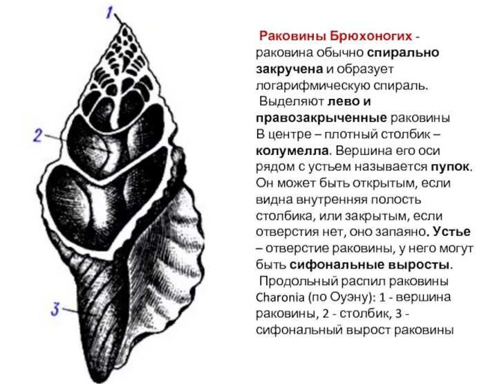 Раковина моллюска в разрезе