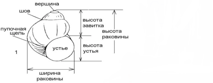 Высота и ширина раковины моллюсков