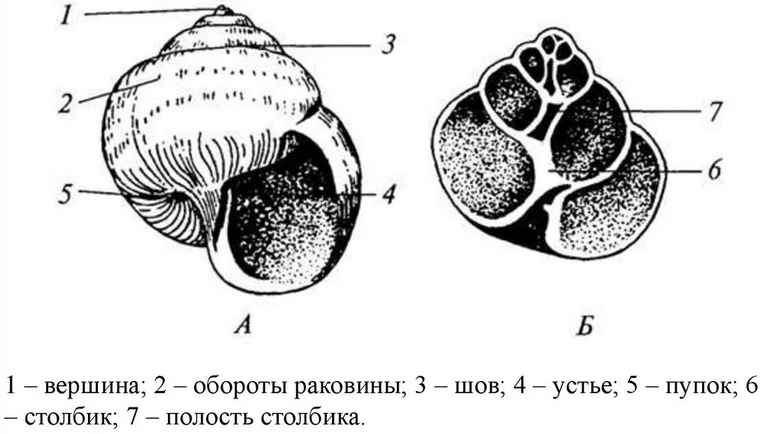 Раковина моллюска внутри
