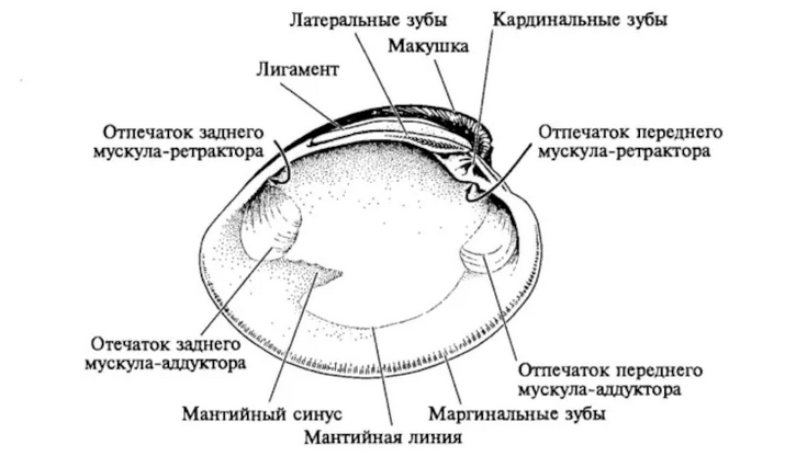 Отпечатки от мускулов внутри на раковине моллюсков