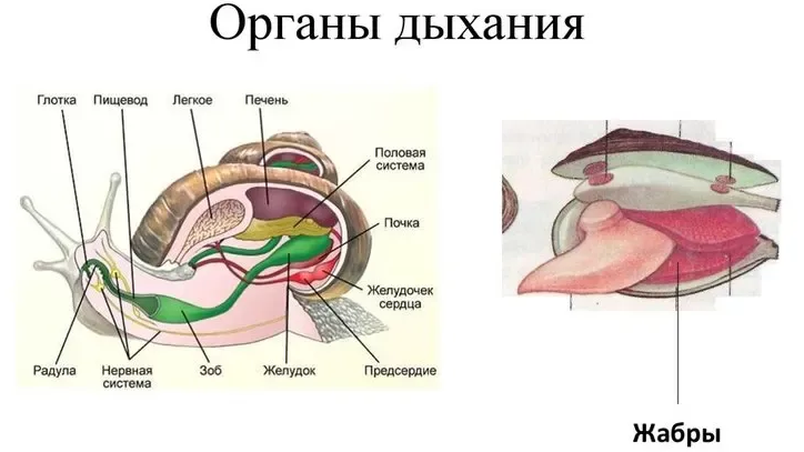 Органы дыхания пресноводных и морских моллюсков