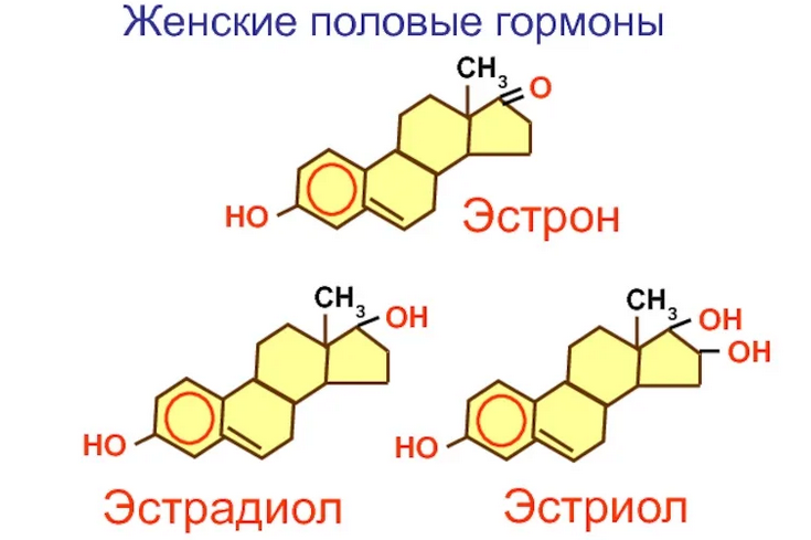 Женские половые гормоны