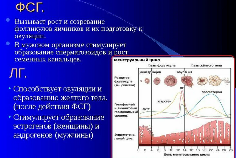 Фсг и лг — женские гормоны