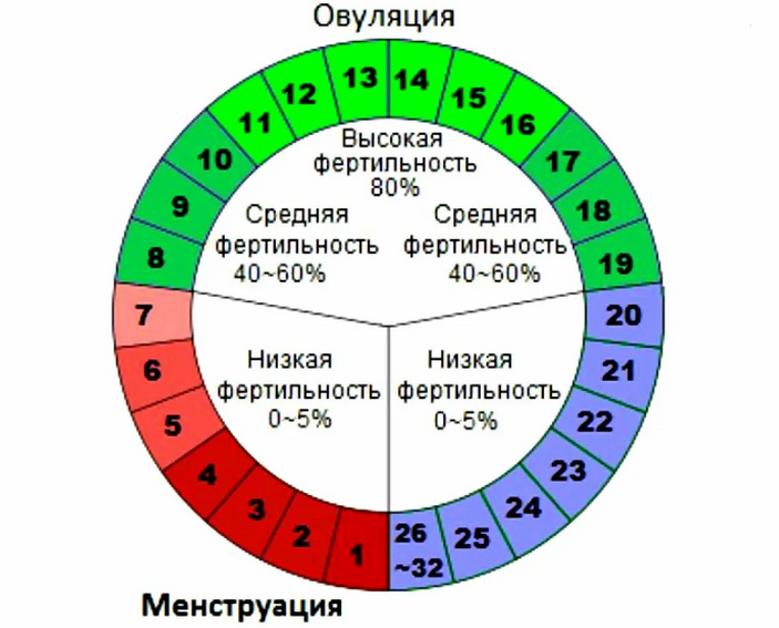 В дни цикла овуляторной фазы можно забеременеть