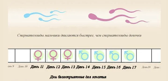 Овуляция для зачатия