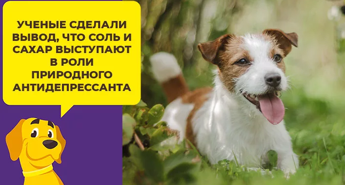 В дикой природе тоже есть соль