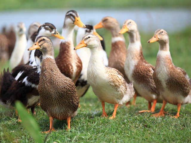 Кого выгодней держать на подворье — гусей или уток: сравнение, что экономичнее для выращивания?