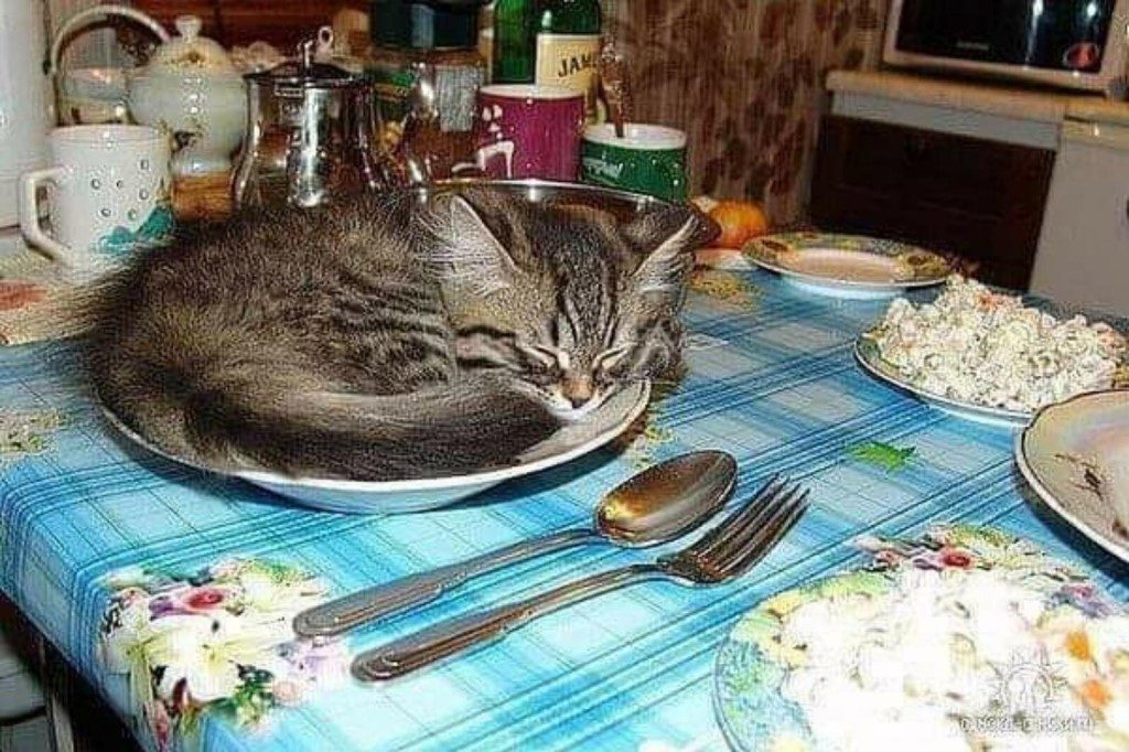 Котенок уснул на столе