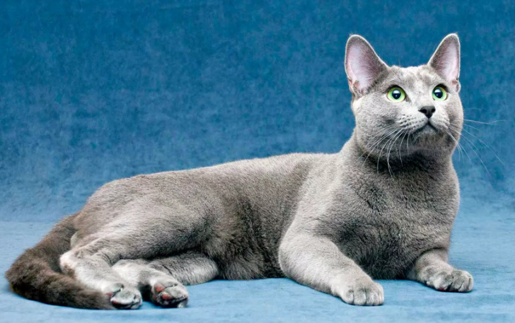 Русская голубая кошка