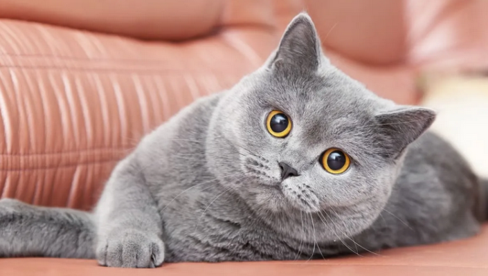 Кошка породы британская