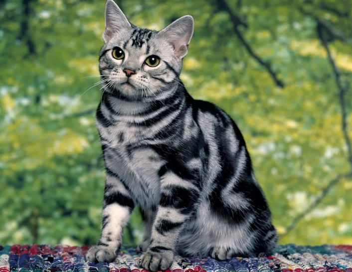 Кошка