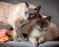 Кошку или кота лучше завести в квартире: плюсы и минусы котов и кошек, рекомендации по выбору