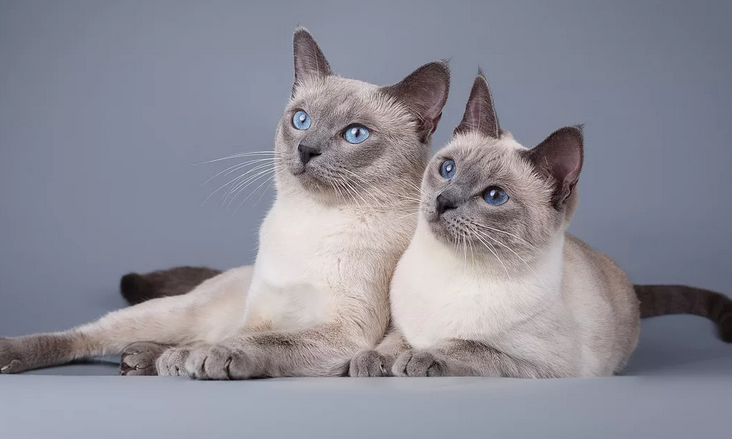 Семья кошки и кота