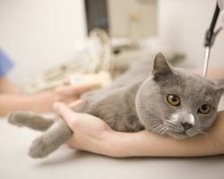 У кота облысел живот и задние лапы, холка: причины, что делать?