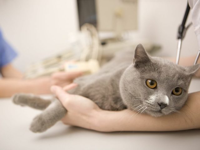 У кота облысел живот и задние лапы, холка: причины, что делать?