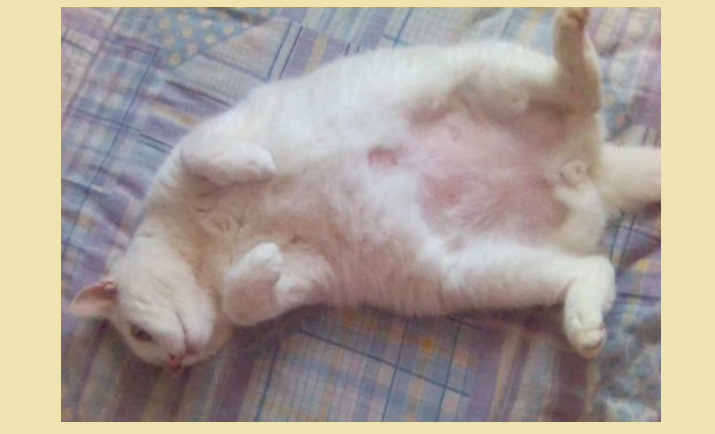 У кота облысел живот и задние лапы