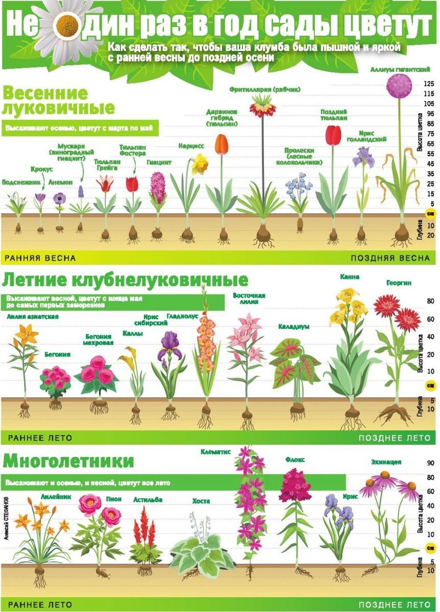 Для постоянной красоты на клумбе
