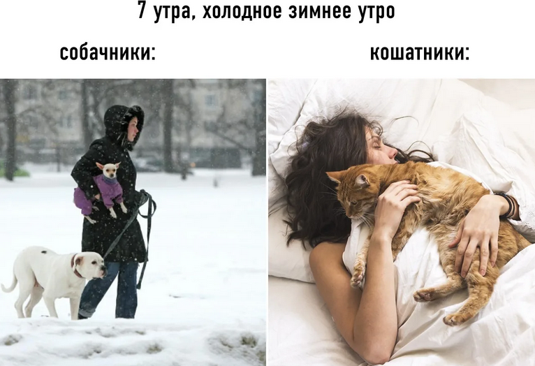 Разница утра собачника и кошатника