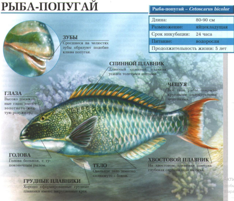 Описание